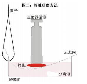 小鼠淋巴細(xì)胞分離液 1.jpg 小鼠淋巴細(xì)胞分離液 1.jpg